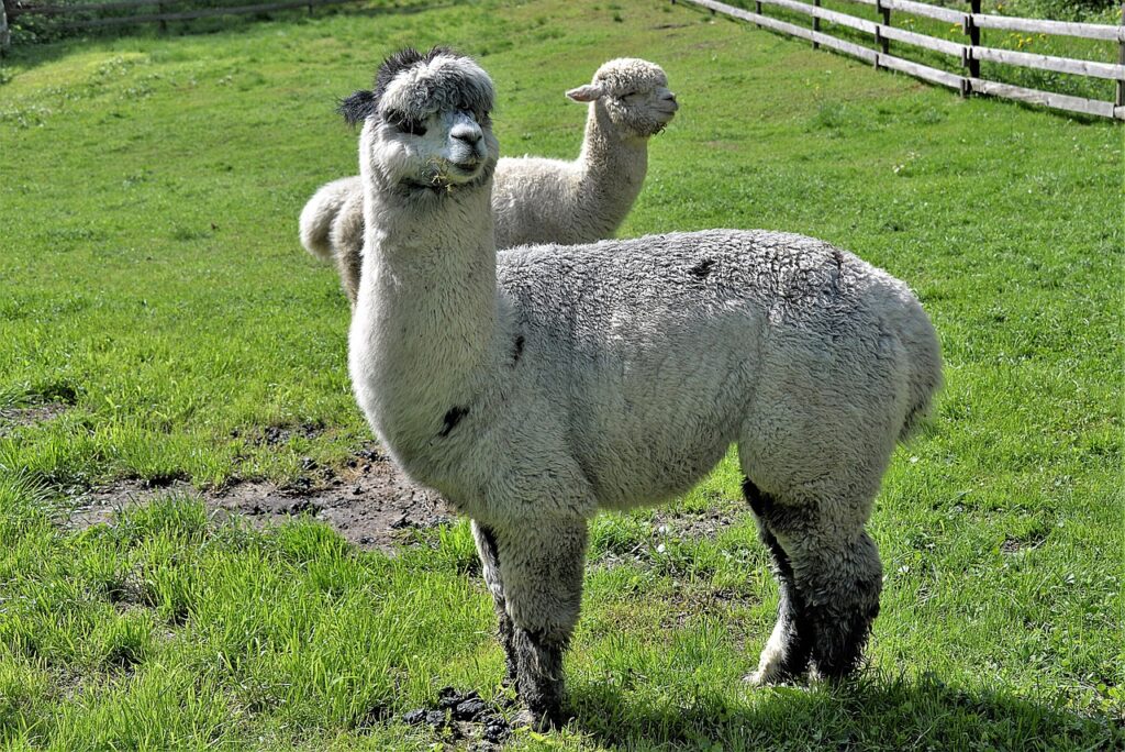 alpacas, bright, farm animals-3392792.jpg